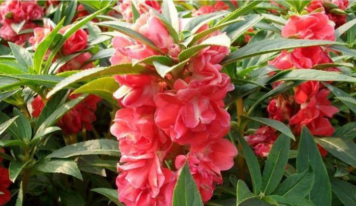 最受欢迎的3种花，开起花来拦不住，花朵鲜艳漂亮，最适合夏天养