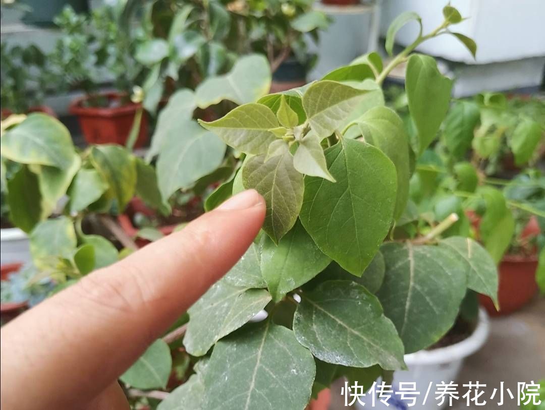 花芽|秋天养这3种花，不要修剪得太晚，不然影响孕蕾开花