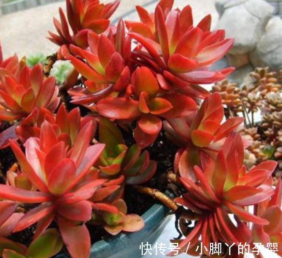火祭|适合新手的多肉火祭,颜色鲜红长成手捧花,养在家里真喜庆