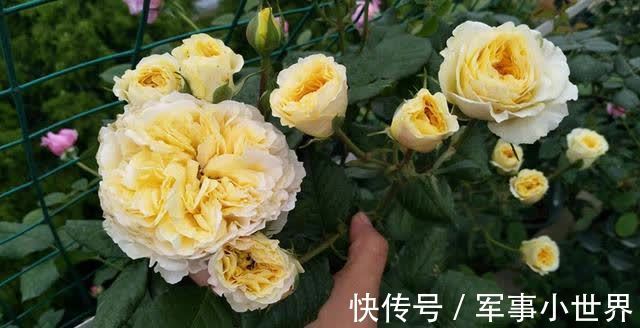 秋花|月季春花和秋花有什么区别？春花过后，做好3个多，秋花不愁开