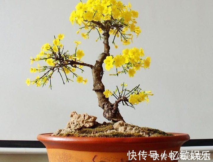 休眠|冬天“装死”的4种花,过冬不用管,明年早早就“开花”