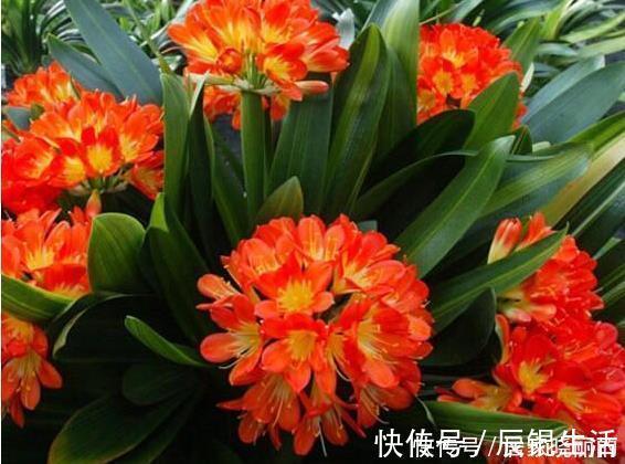 君子兰用这个土来养,根系肥壮,叶子又厚又亮,花开的越来越多