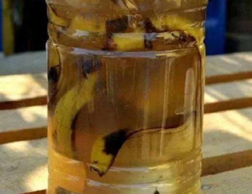 植物|居家养花种草,平时用它浇浇,植物就像打了鸡血一样蹭蹭疯长