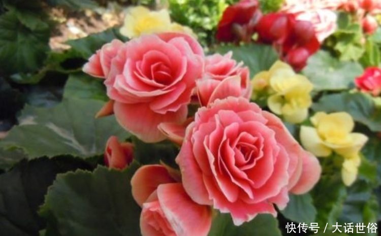 4种花漂亮又好养，比牡丹好看，放阳台，开爆一整年！