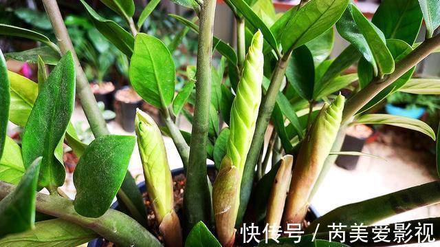 金钱树有“3怕2不喜”,难怪越养越稀疏,从不长新芽