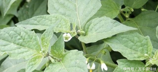 盆栽|田野里除不完的“野草”,张大妈却挖来“当盆栽”,繁殖一阳台!