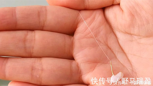 技巧|不要说肥水塘难钓,老钓友教你肥水塘垂钓技巧,连竿钓鱼不在话下