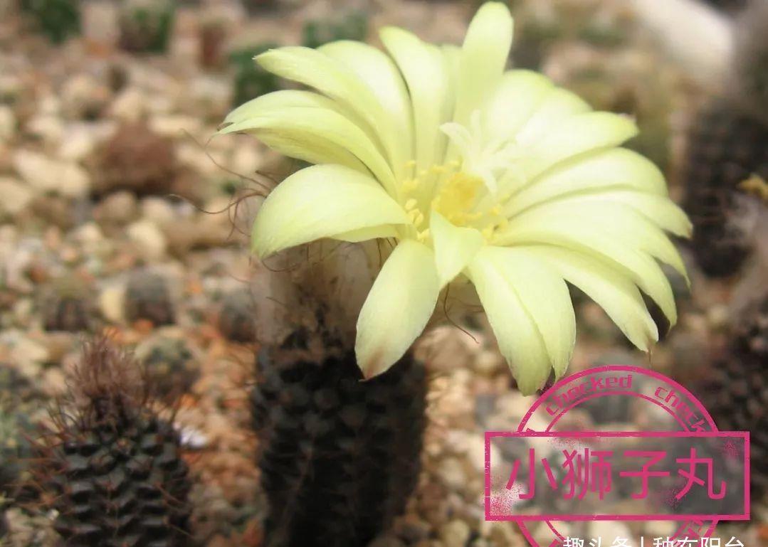 士童|误以为仙人掌很难开花,凑齐“4个条件”,开花一点不稀奇!