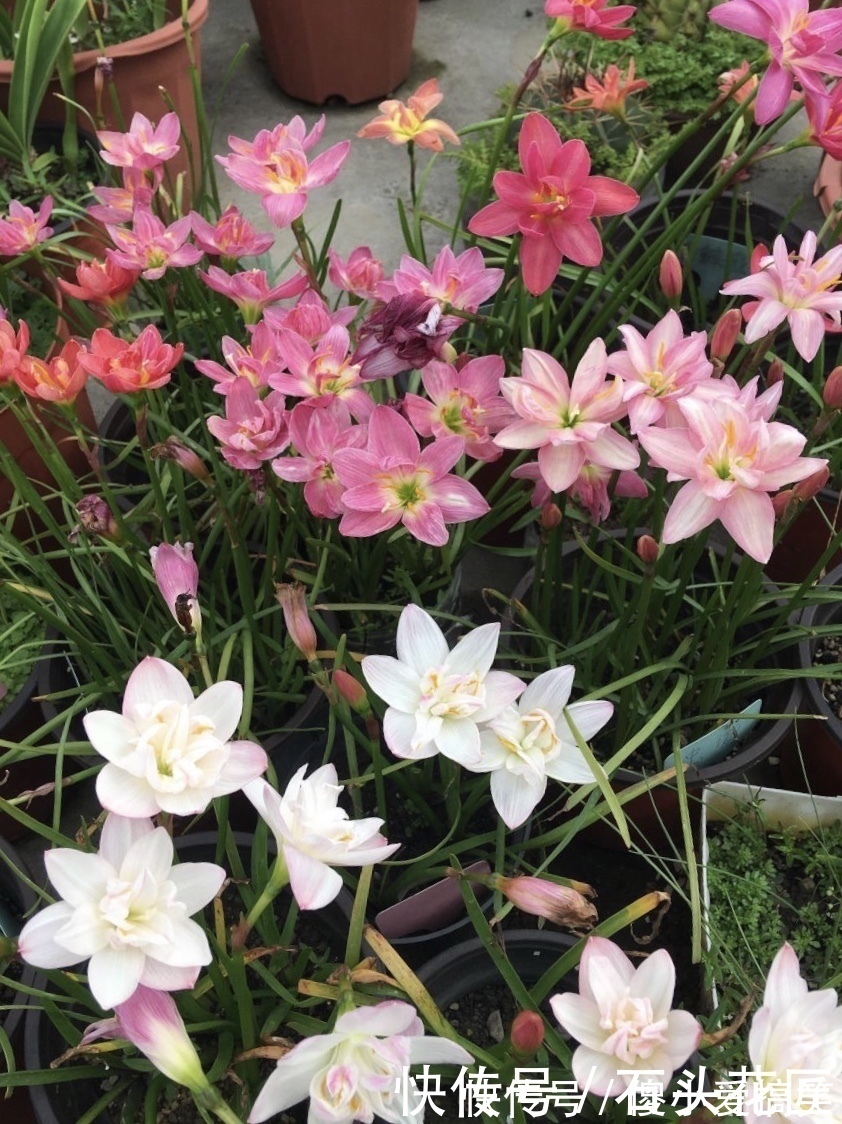 花友评选出6种“良心”好花，价格不高、花朵都是“高颜值”