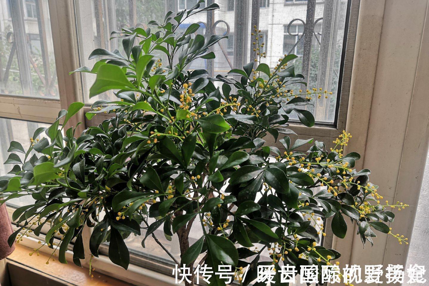 养护|6种“香水花”冬天不怕冷,越冷越香艳,雍容贵气,进屋染香气