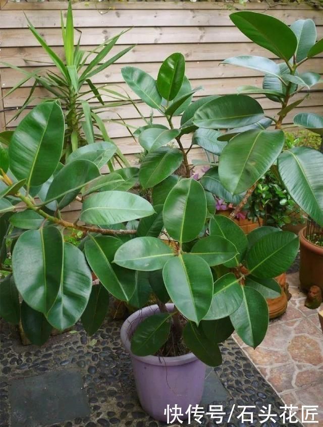 富贵竹|家里有5种花,春天记得“打头”修剪1下,这样才能长“饱满”