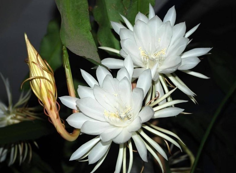 不再|昙花叶片为何频频发黄教你如何预防,让其健康生长,不再枯黄!