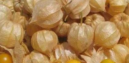  增强|农村这种野果，降血压，增强心脏功能，治疗糖尿病，城里人抢着吃