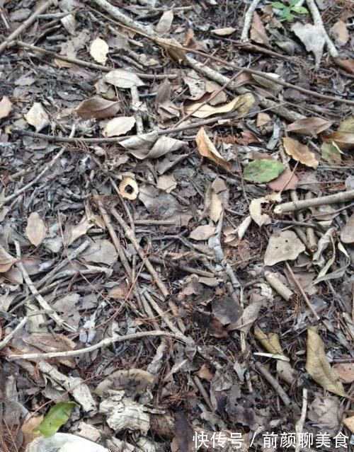 营养土还在买？3种东西混一混，变成万能花土，养啥旺啥！