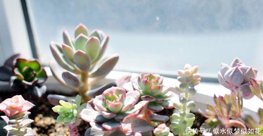 多肉植物干瘪没有生气 那是因为你没有这么做!