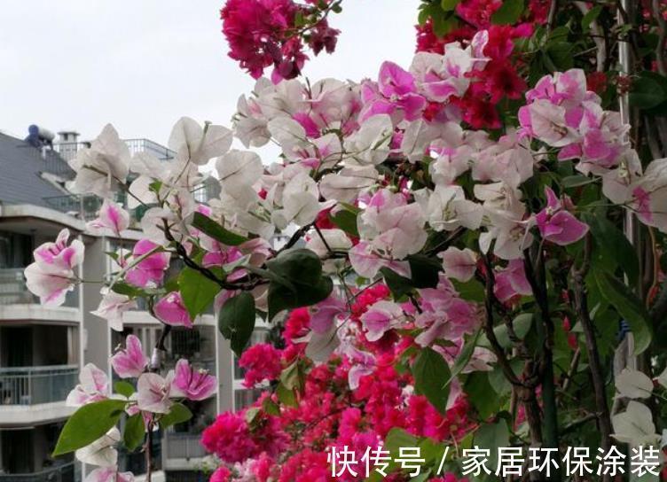 三角梅开花越来越少,教你几个“狠招”来催花,花苞一茬接一茬