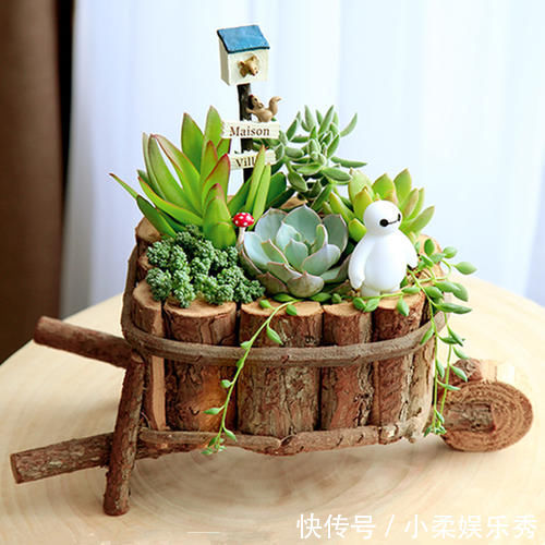 不怕晒的3种多肉，生命力强悍，轻松度夏，新手也能养好