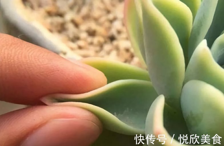 多肉植物什么时候浇水,看这3处精准判断,四季适用,全国通用