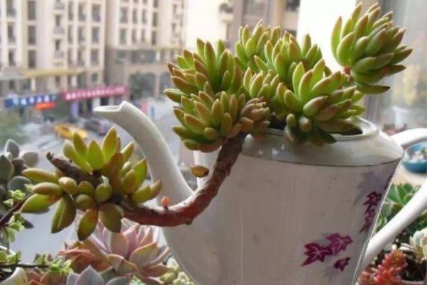 花语|此花就像佛祖张开的大手,花语是带有善意的,象征着无私的祝福!