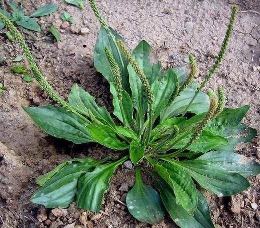 用车前草|车前草不仅止咳化痰,更有三大奇妙作用,特别适合中老人服用
