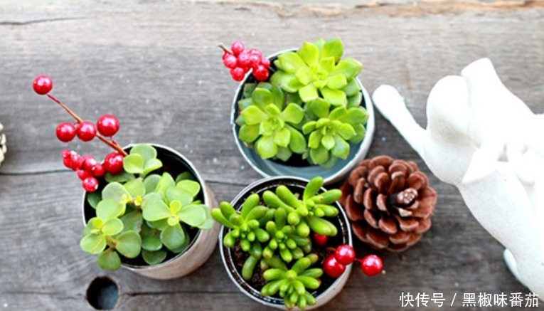 栽种|别把铁罐子扔了、卖了，钻孔养花，植物长得好，越看越讨喜