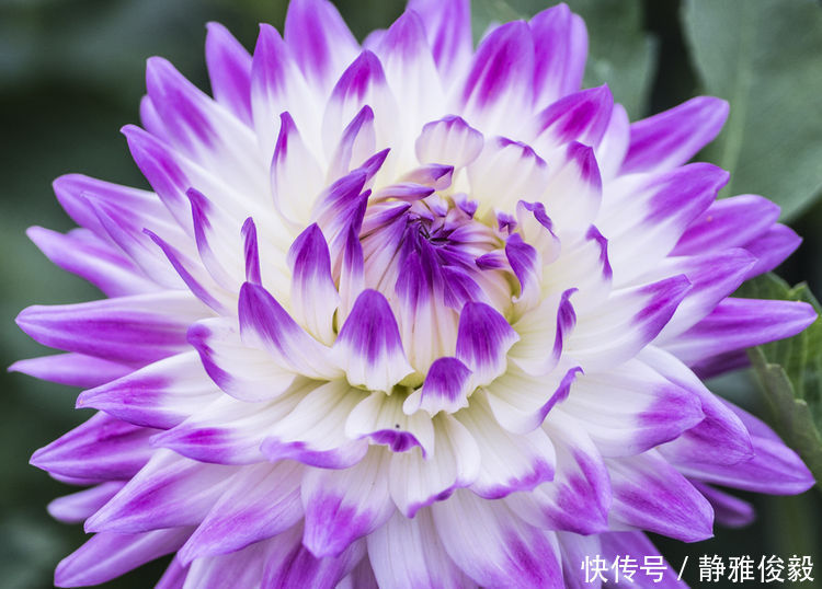 这几种花最适合阳台养,开花漂亮真好养,花香好闻飘满屋,花美心情好