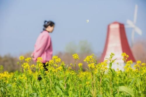 即将绽放！快来鲁西南这处唯美花海制霸你的朋友圈！