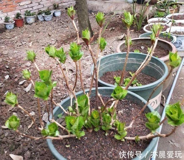 清园|花园清园需“谨慎”，4种花清园后不开花，很多人不当一回事