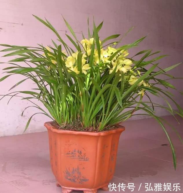 兰花|毫无杂色的兰花，花开金黄，香味浓郁，四季开花