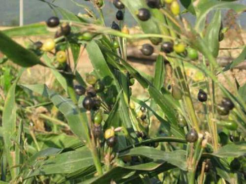 在路边遇见这种草珠子，一定要捡回家，现在知道还不晚