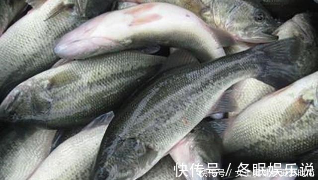 渔民|都是鲈鱼，海鲈鱼和淡水鲈鱼有何不同老渔民区别大了，别买错