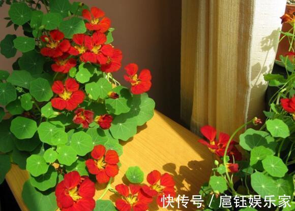此花叶子像“小荷叶”,长起来比绿萝还快,一年开花6个月