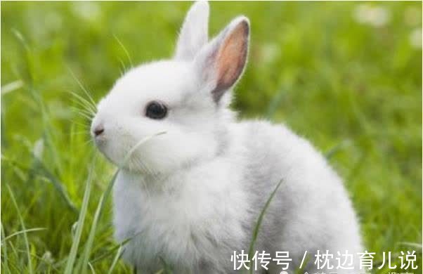 金兔|属兔人的财运：特别强调75年的，看看是不是金兔命，准到无言以对！