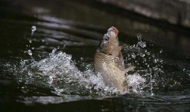 轻松应对任何野钓水域，传统钓高手聊聊七星漂和竖漂的使用技巧