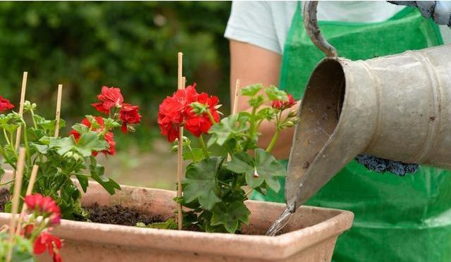养花难?记住这四个小技巧,啥花都能长得旺