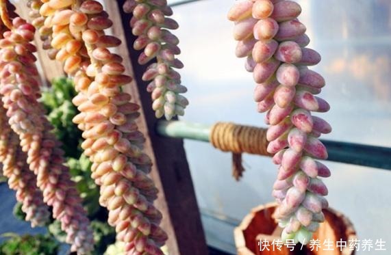 玉缀太疯狂了,短短几年从一颗小苗,长出“瀑布”状态,不容易!