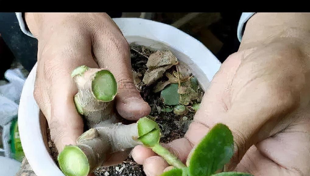 玉树砍一刀,插上长寿花,10天就成活,5个花色轮番开,变大花树