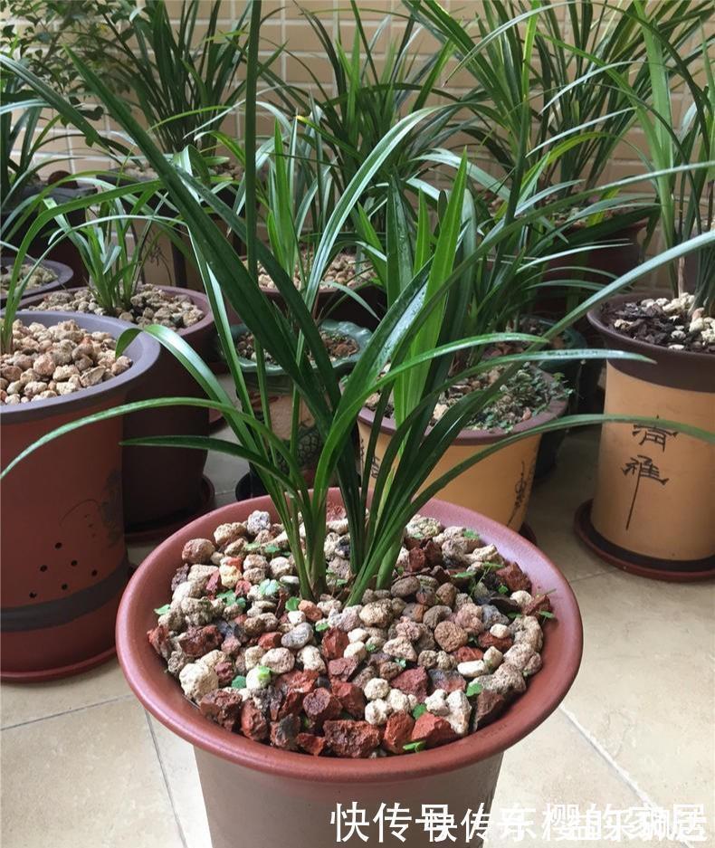 养兰先养根用这免费料养出粗壮大白根，兰花开花多又香