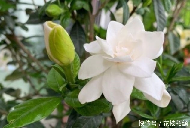 3种花耐旱又耐晒,花开就爆盆,漂亮又好养