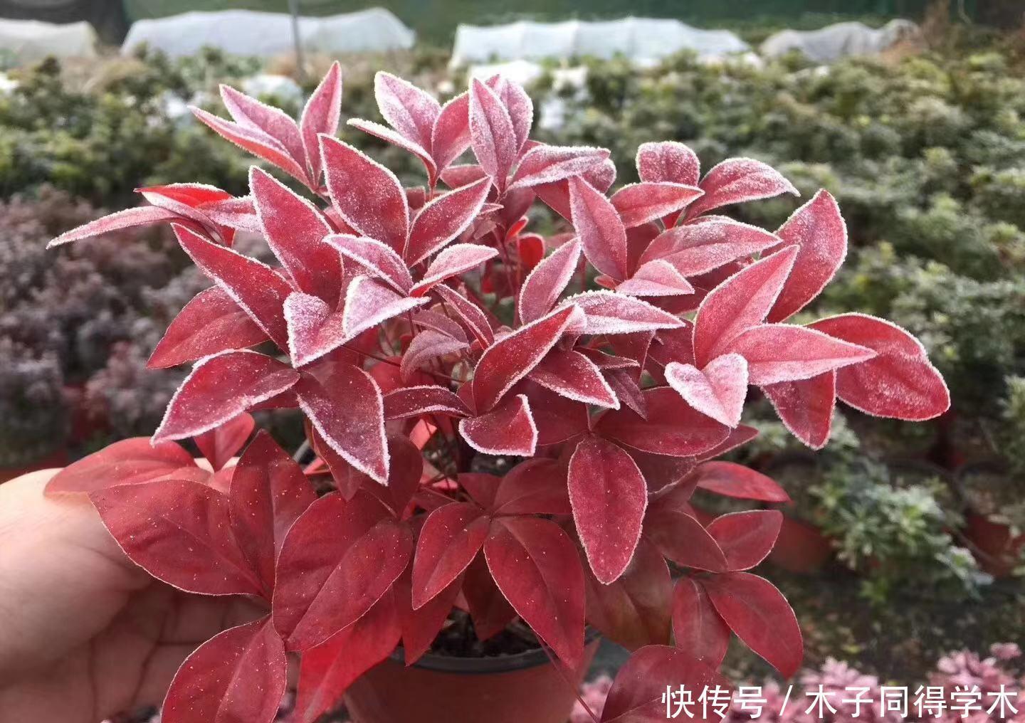 越冷叶子越红,对环境无要求,这样的植物你养过吗?