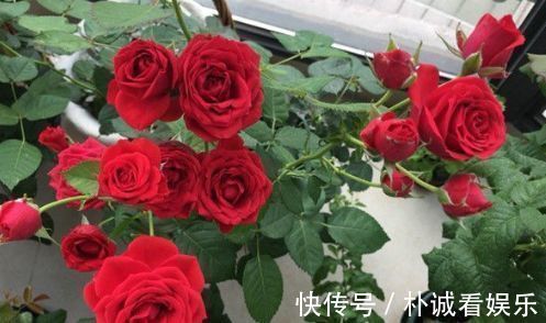 “传统玫瑰”永远的莫斯科,花色红艳,风姿绰约,堪称是养花首选