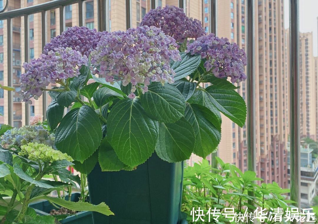 它是绣球花中的“爆米花”，花瓣卷起来，可以调色、容易爆花