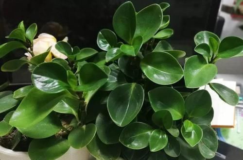 4种不同风格的花,谁见了都爱养,各有各的气质