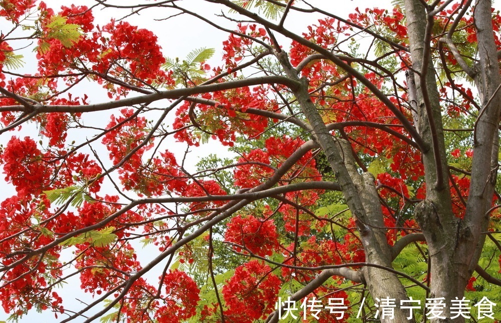 此花是代表了离别和思念的花，是夏日的分别，也是夏日的悲伤