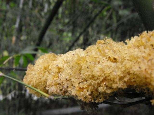  虫子咬后才能开花，竹子上面生长的美味，村民可遇不可求