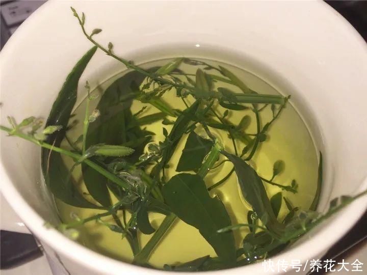 农村8种草，是“下火”药草，现在越挖越少