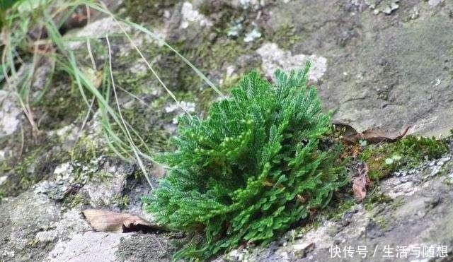 悬崖上一种植物，挖回家养盆里，2年长成盆景，给钱也不卖！
