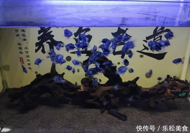 三种操作可导致鱼缸水质迅速恶化,在水质没稳定下来会更严重