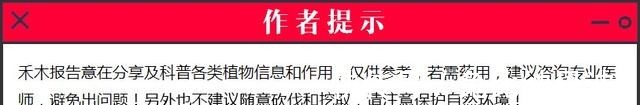 土人參|農村一稀罕野草，形似莧菜，根似人參，民間稱它為“見腫消”！