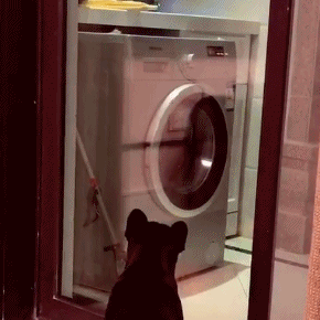 GIF|搞笑GIF:就是这只猫,在家里比我的地位都高